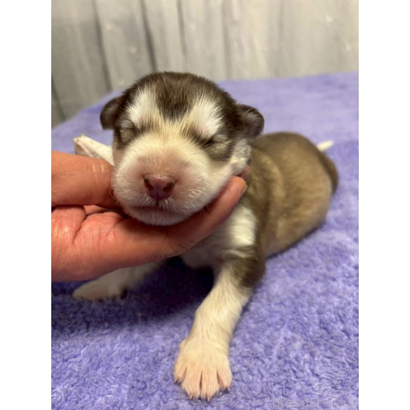 販売中の奈良県のアラスカンマラミュート-446815の3枚目