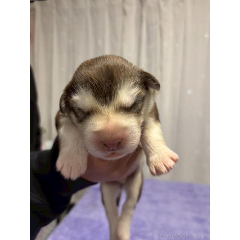 販売中の奈良県のアラスカンマラミュート-446815の2枚目