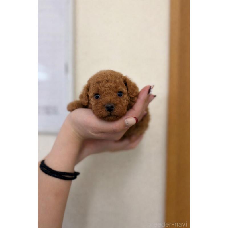 販売中の茨城県のトイプードル-446814の2枚目