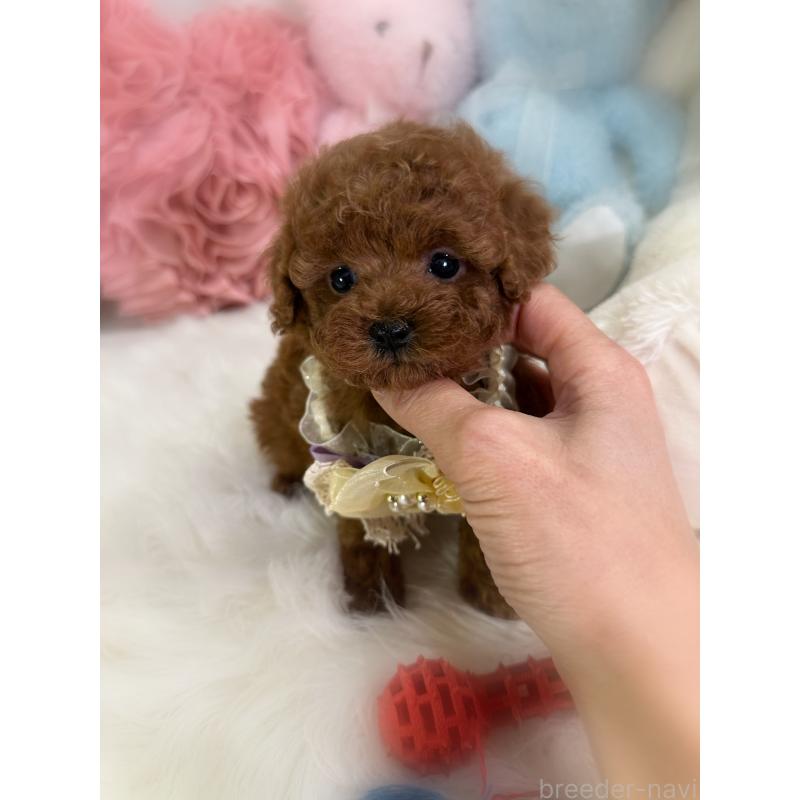 販売中の香川県のトイプードル-446816の5枚目