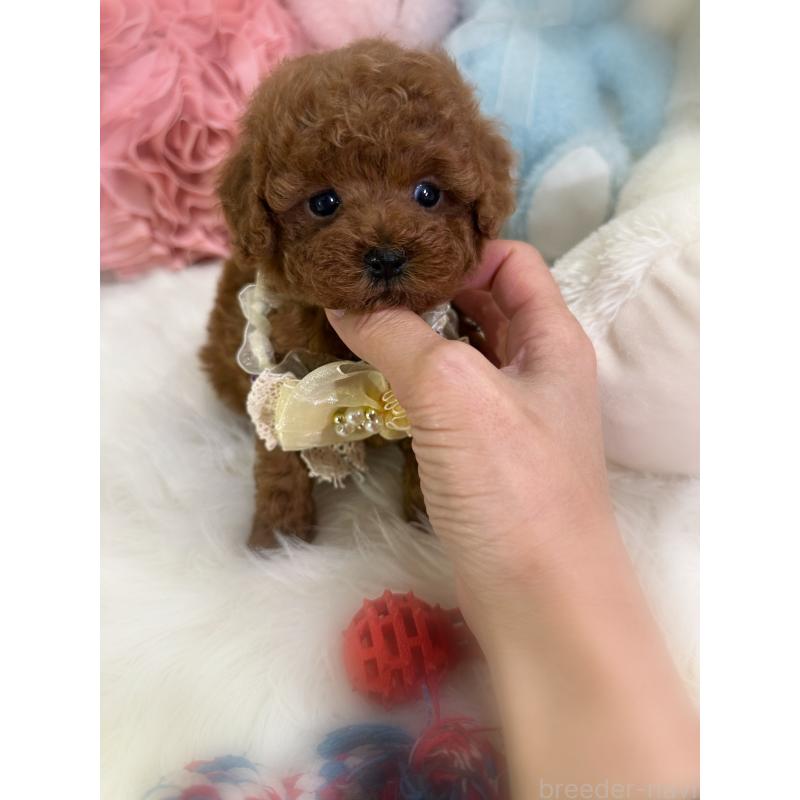 販売中の香川県のトイプードル-446816の4枚目