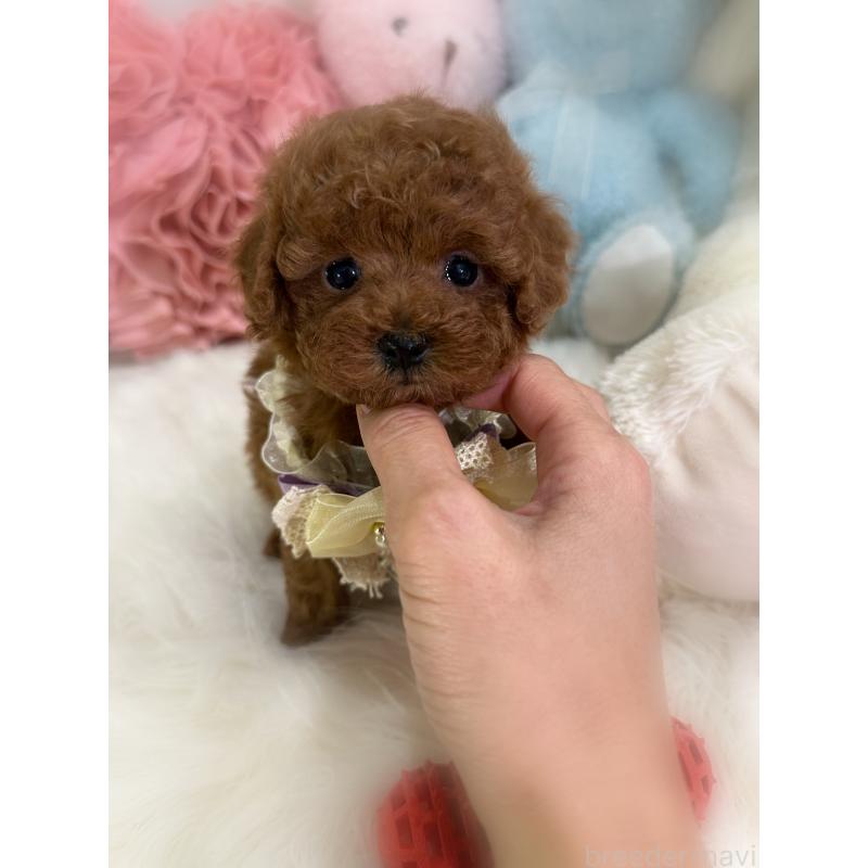 販売中の香川県のトイプードル-446816の2枚目