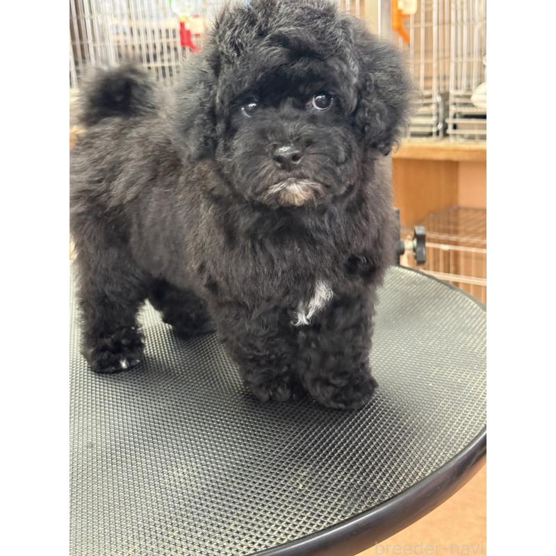 販売中の栃木県のビションプー:ビションフリーゼ×トイプードル-438482の9枚目