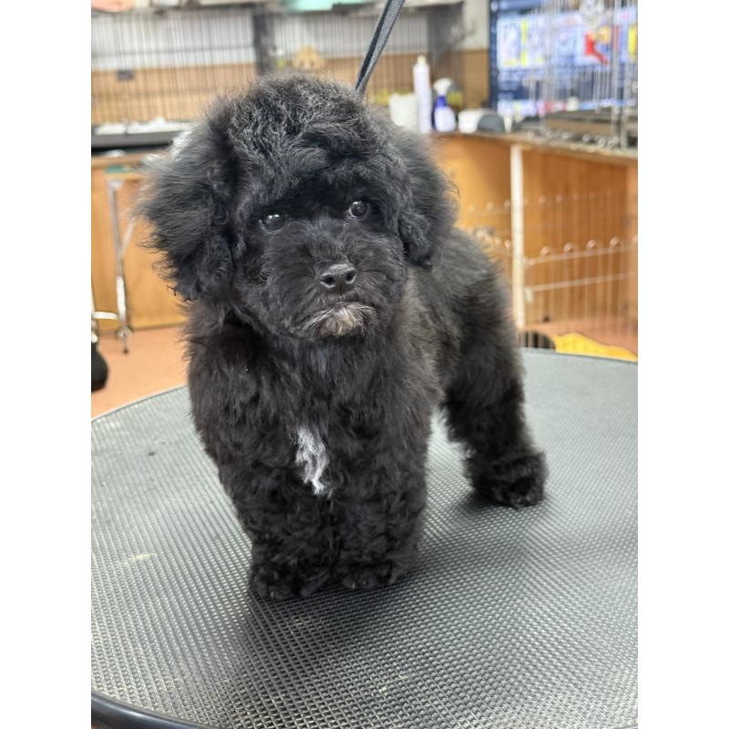 販売中の栃木県のビションプー:ビションフリーゼ×トイプードル-438482の8枚目