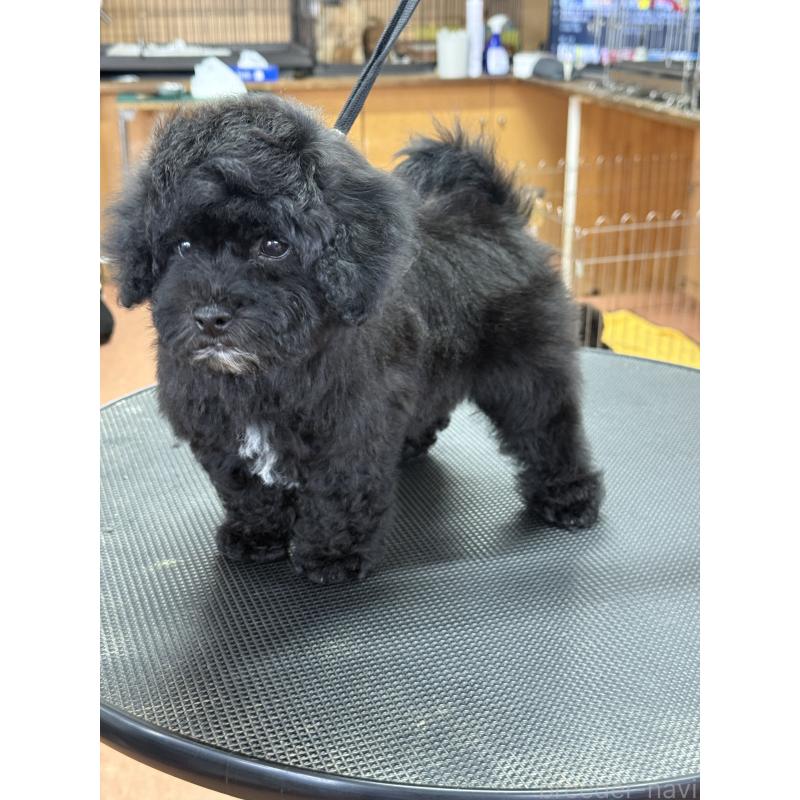 販売中の栃木県のビションプー:ビションフリーゼ×トイプードル-438482の7枚目