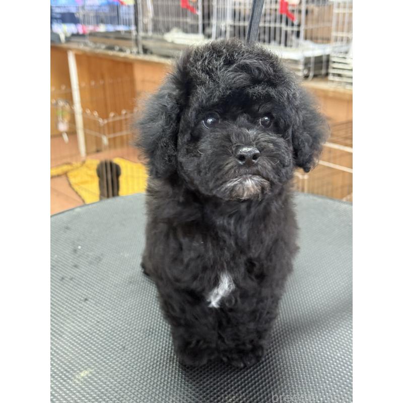 販売中の栃木県のビションプー:ビションフリーゼ×トイプードル-438482の6枚目