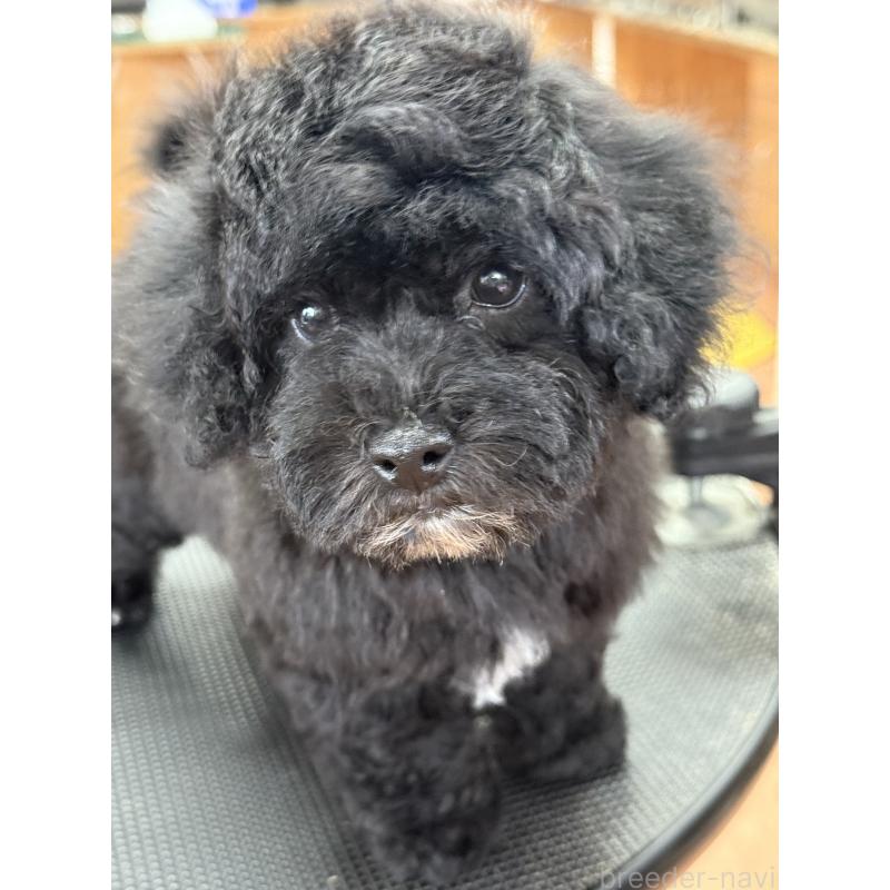 販売中の栃木県のビションプー:ビションフリーゼ×トイプードル-438482の5枚目