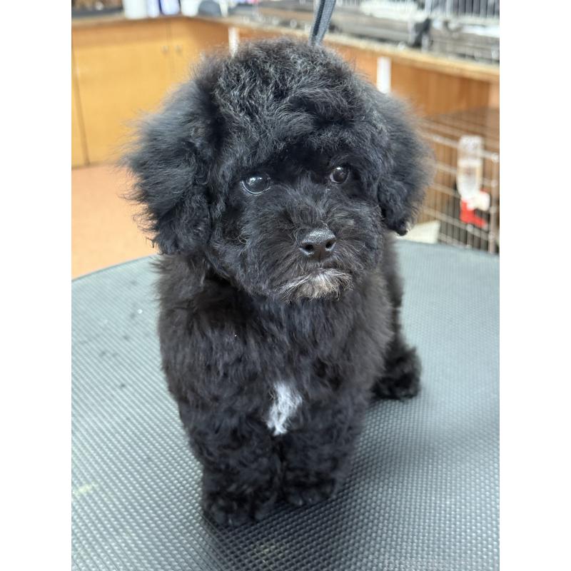 販売中の栃木県のビションプー:ビションフリーゼ×トイプードル-438482の4枚目