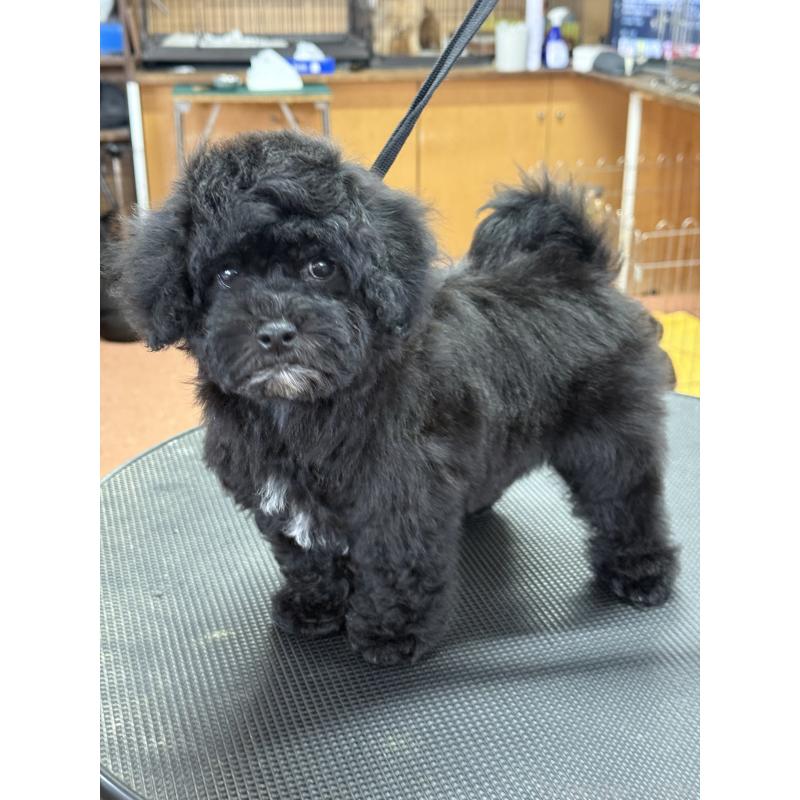 販売中の栃木県のビションプー:ビションフリーゼ×トイプードル-438482の3枚目