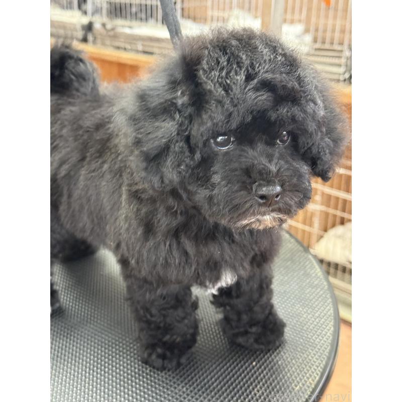 販売中の栃木県のビションプー:ビションフリーゼ×トイプードル-438482の2枚目