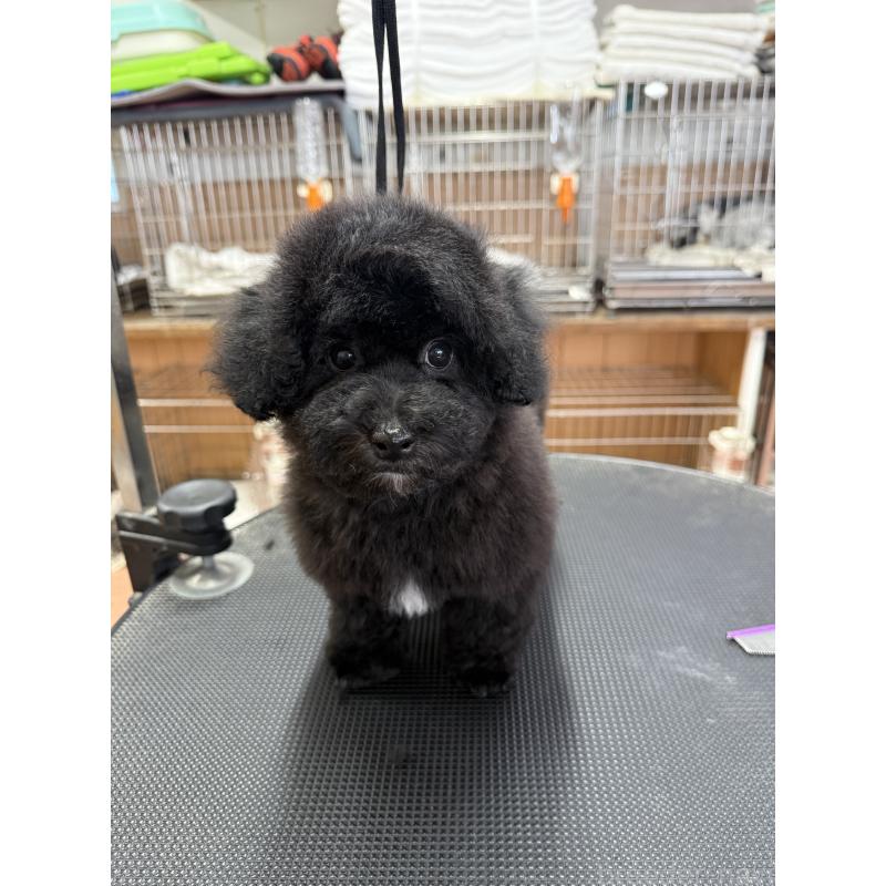 販売中の栃木県のビションプー:ビションフリーゼ×トイプードル-437371の9枚目