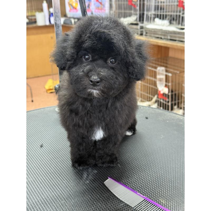 販売中の栃木県のビションプー:ビションフリーゼ×トイプードル-437371の8枚目