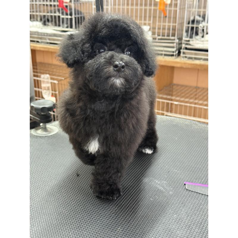 販売中の栃木県のビションプー:ビションフリーゼ×トイプードル-437371の7枚目