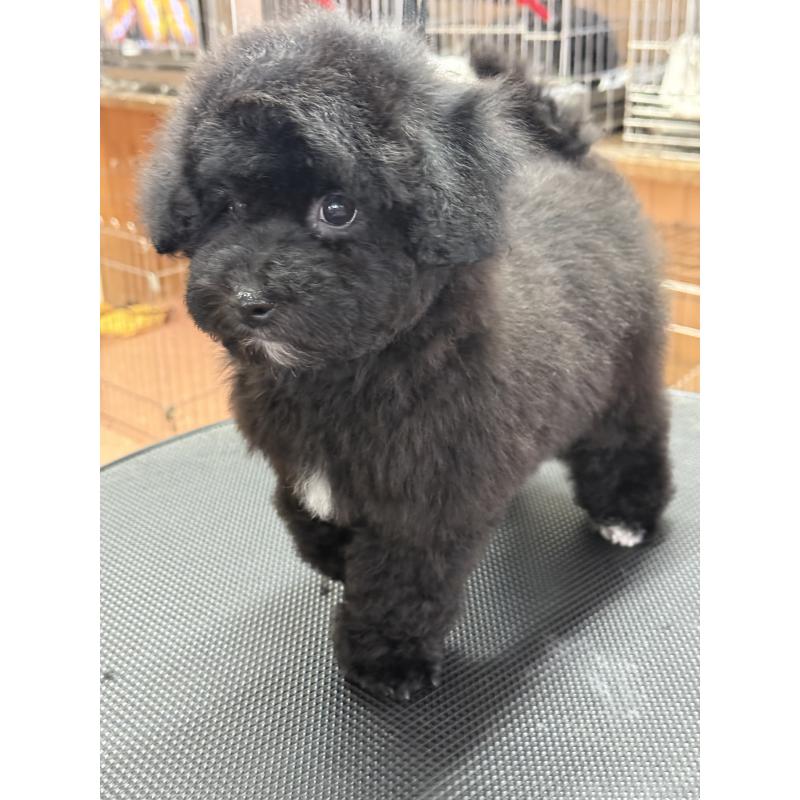 販売中の栃木県のビションプー:ビションフリーゼ×トイプードル-437371の6枚目