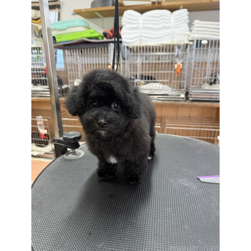 販売中の栃木県のビションプー:ビションフリーゼ×トイプードル-437371の4枚目