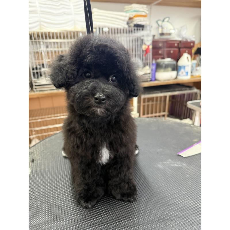 販売中の栃木県のビションプー:ビションフリーゼ×トイプードル-437371の3枚目