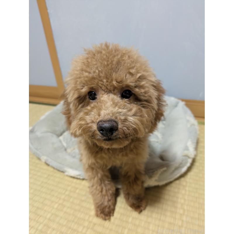 販売中の東京都のトイプードル-421323の2枚目