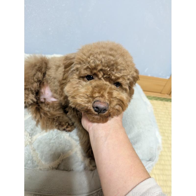 販売中の東京都のトイプードル-421326の2枚目