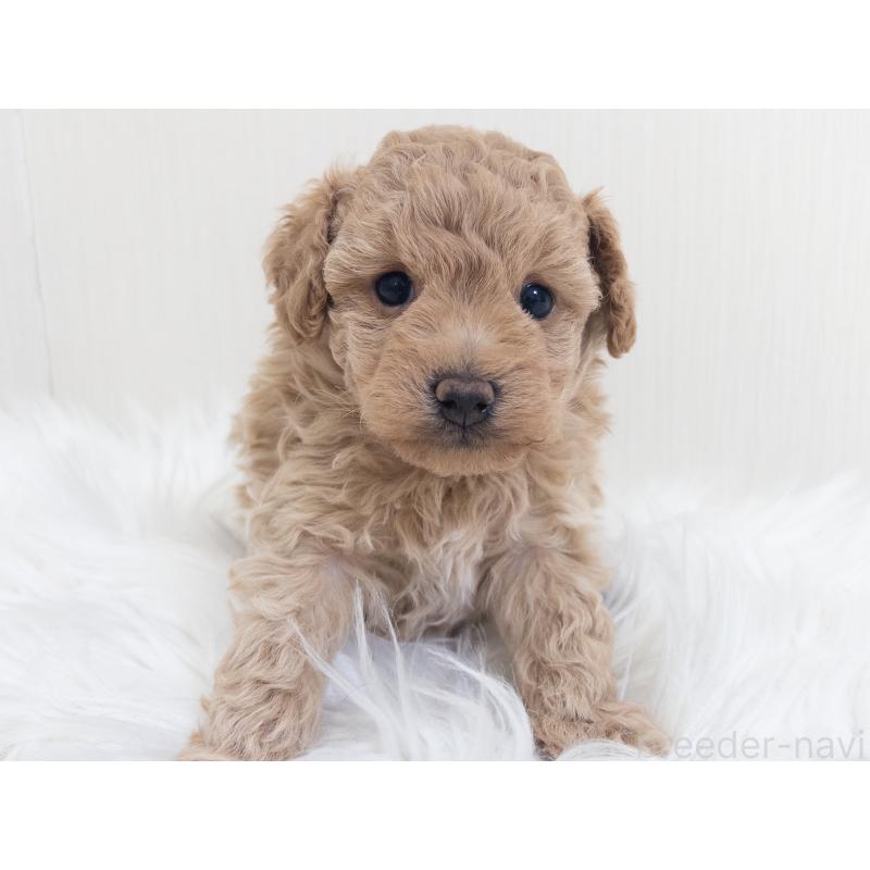 販売中の神奈川県のトイプードル-446820の3枚目