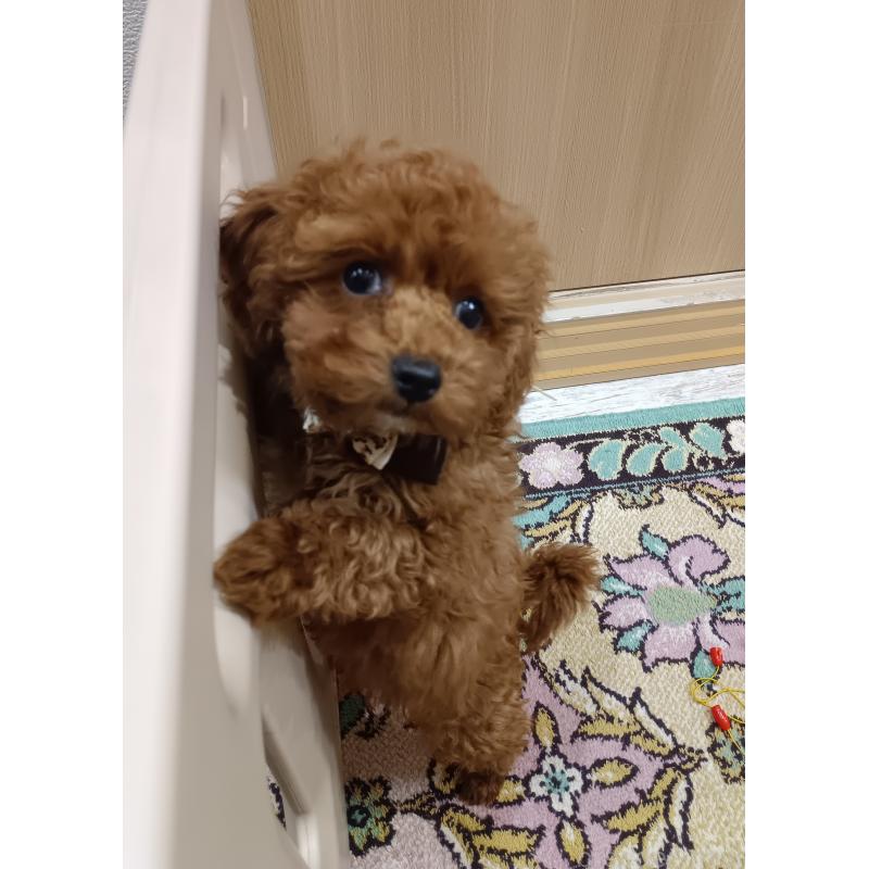 販売中の奈良県のトイプードル-438345の2枚目