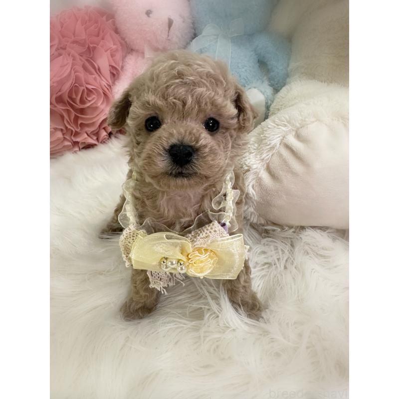 販売中の香川県のタイニープードル-446821の5枚目