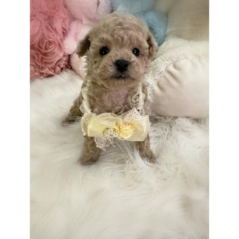 販売中の香川県のタイニープードル-446821の4枚目