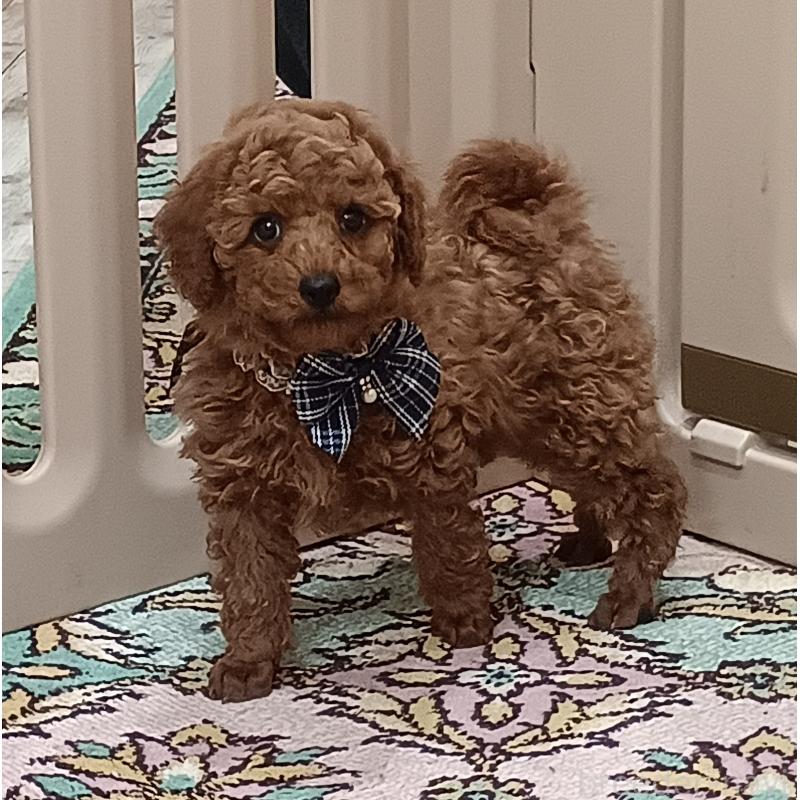 販売中の奈良県のトイプードル-438343の2枚目