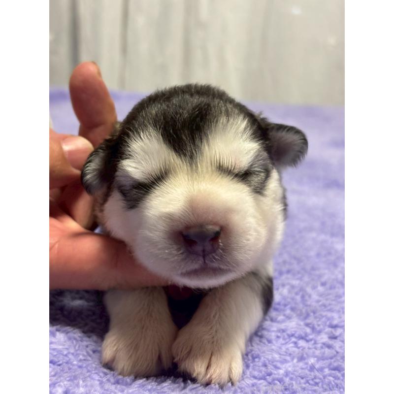 販売中の奈良県のアラスカンマラミュート-446822の4枚目