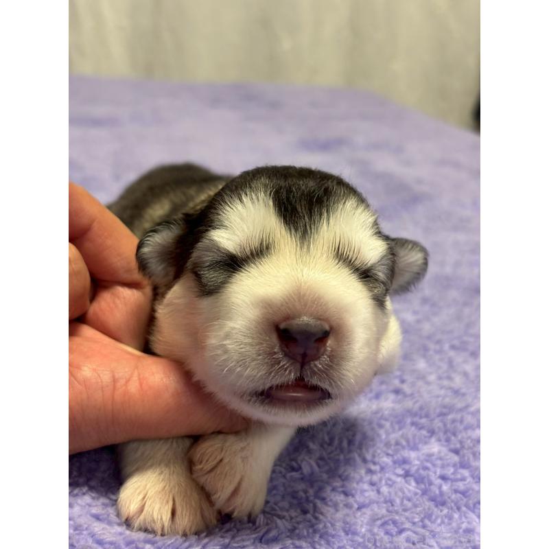 販売中の奈良県のアラスカンマラミュート-446822の3枚目