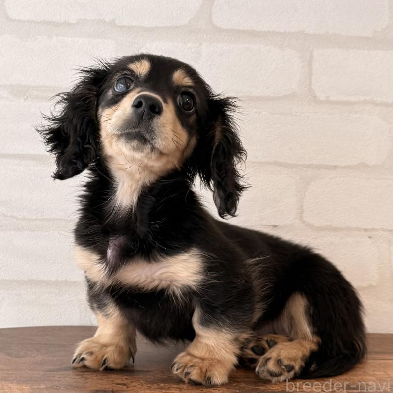 成約済の大阪府のミニチュアダックスフンド(ロングヘアード)-439916の5枚目