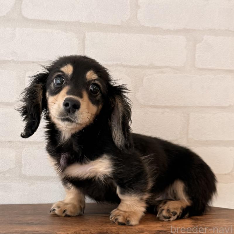 成約済の大阪府のミニチュアダックスフンド(ロングヘアード)-439916の4枚目