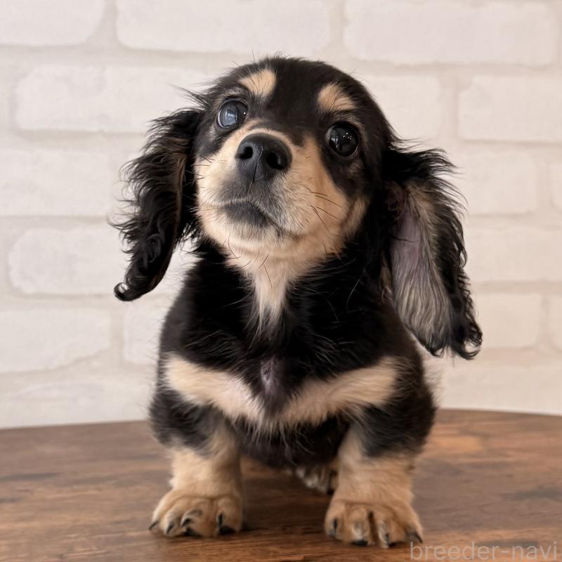 成約済の大阪府のミニチュアダックスフンド(ロングヘアード)-439916の3枚目