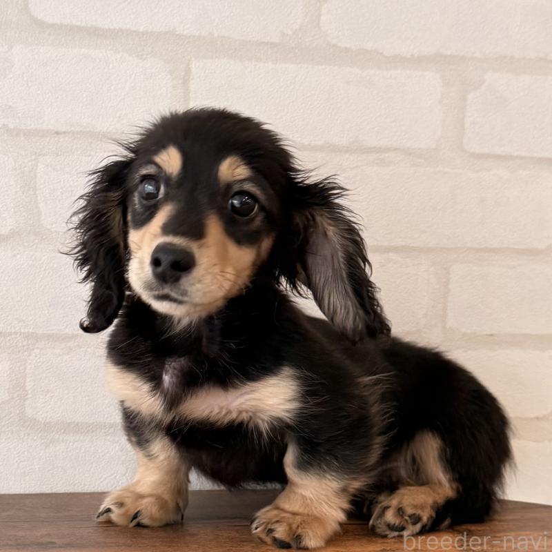 成約済の大阪府のミニチュアダックスフンド(ロングヘアード)-439916の2枚目