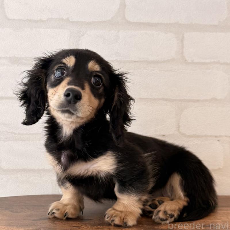 成約済の大阪府のミニチュアダックスフンド(ロングヘアード)-439916の1枚目