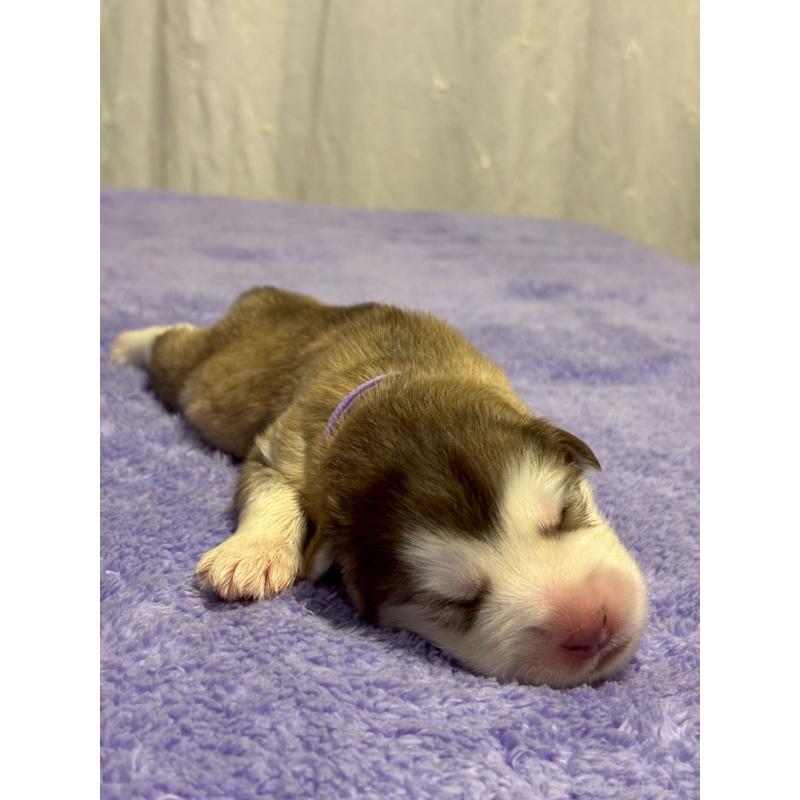 販売中の奈良県のアラスカンマラミュート-446823の5枚目