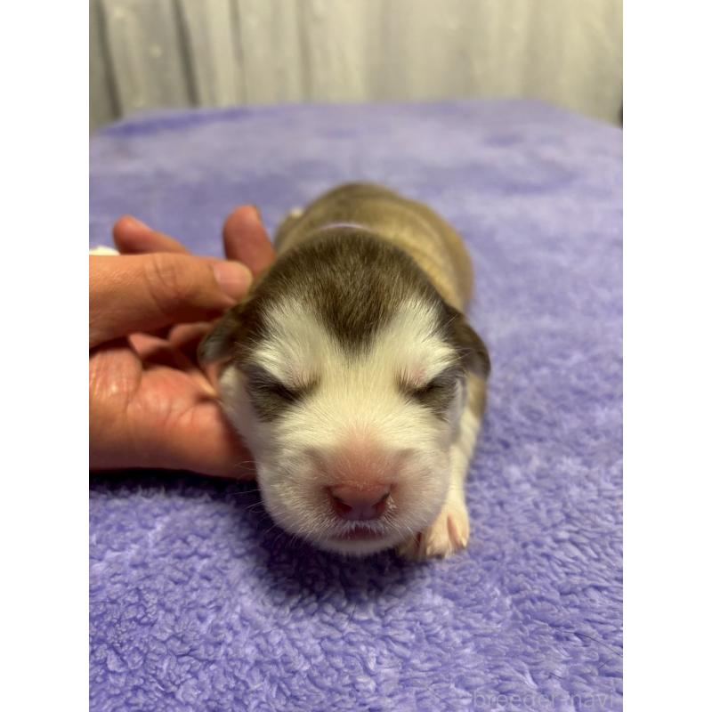 販売中の奈良県のアラスカンマラミュート-446823の4枚目