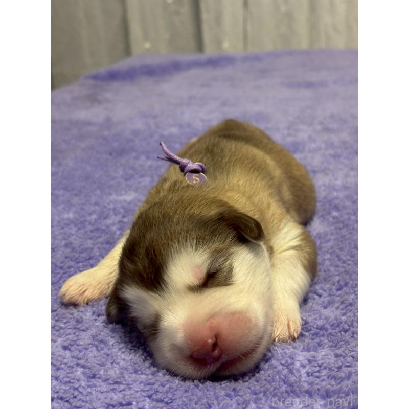 販売中の奈良県のアラスカンマラミュート-446823の3枚目