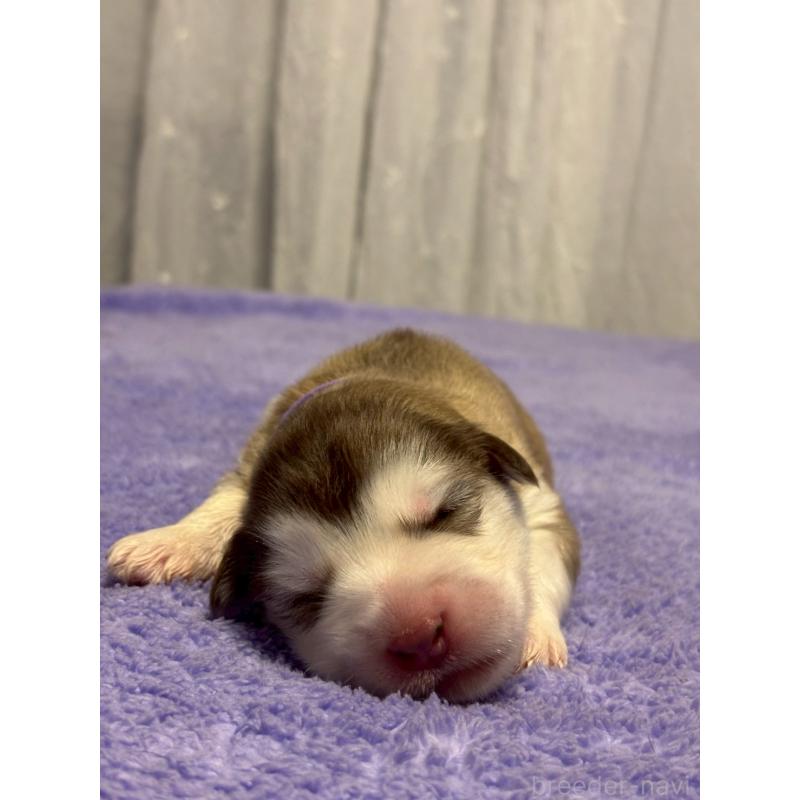 販売中の奈良県のアラスカンマラミュート-446823の2枚目