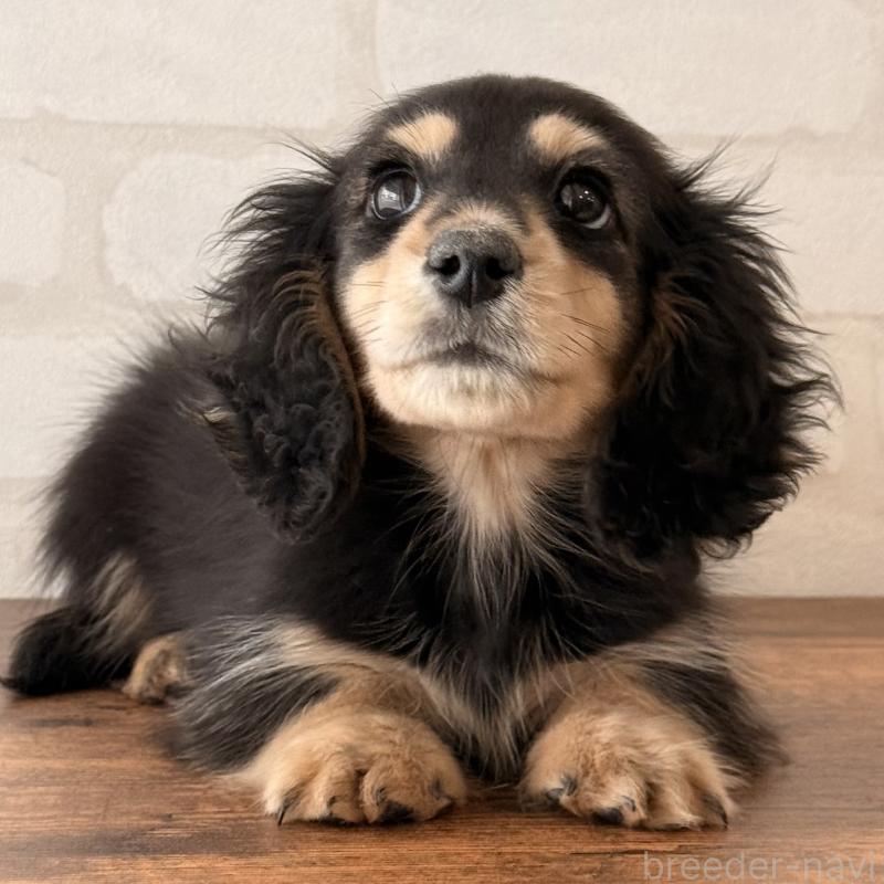 商談中の大阪府のミニチュアダックスフンド(ロングヘアード)-439921の9枚目