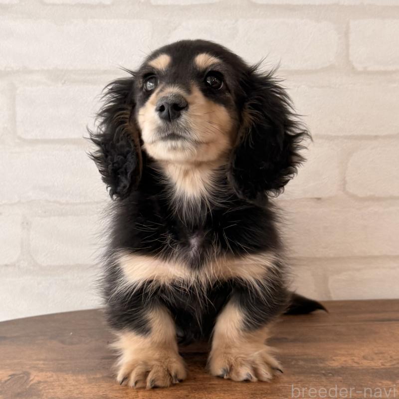 商談中の大阪府のミニチュアダックスフンド(ロングヘアード)-439921の8枚目