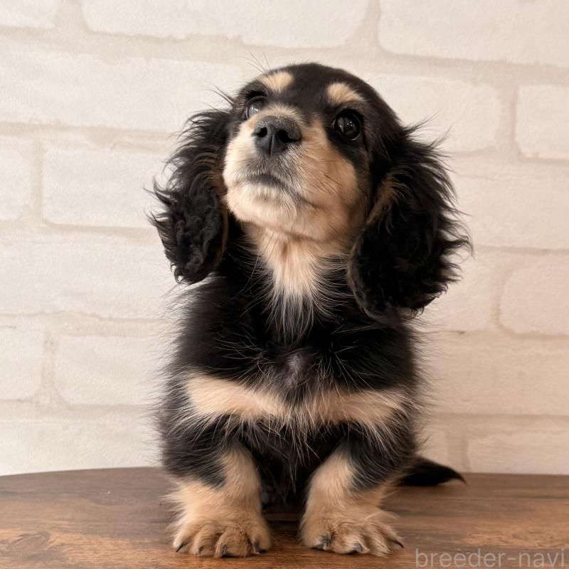 商談中の大阪府のミニチュアダックスフンド(ロングヘアード)-439921の6枚目