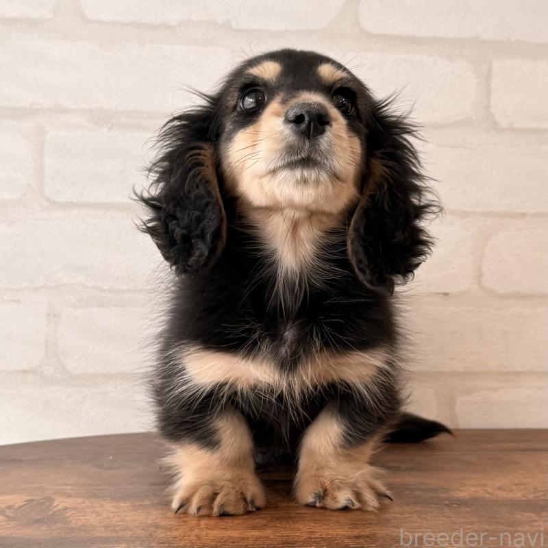 商談中の大阪府のミニチュアダックスフンド(ロングヘアード)-439921の5枚目