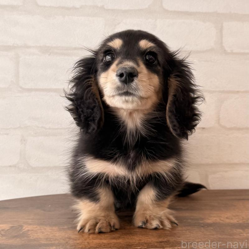 商談中の大阪府のミニチュアダックスフンド(ロングヘアード)-439921