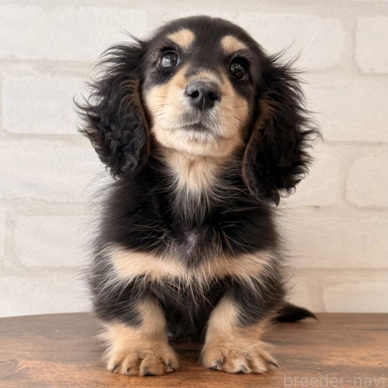 商談中の大阪府のミニチュアダックスフンド(ロングヘアード)-439921の4枚目