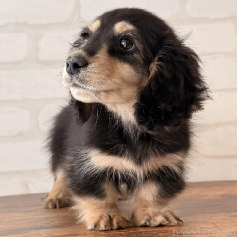 商談中の大阪府のミニチュアダックスフンド(ロングヘアード)-439921の3枚目