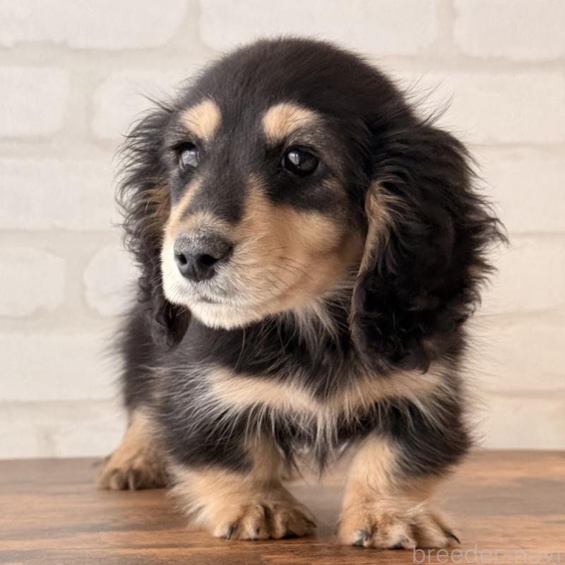 商談中の大阪府のミニチュアダックスフンド(ロングヘアード)-439921の2枚目