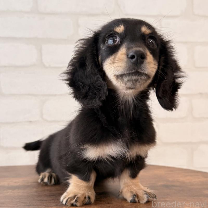 販売中の大阪府のミニチュアダックスフンド(ロングヘアード)-439919の9枚目