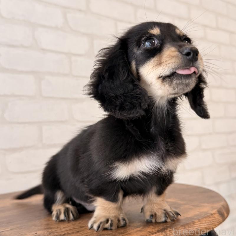 販売中の大阪府のミニチュアダックスフンド(ロングヘアード)-439919の8枚目