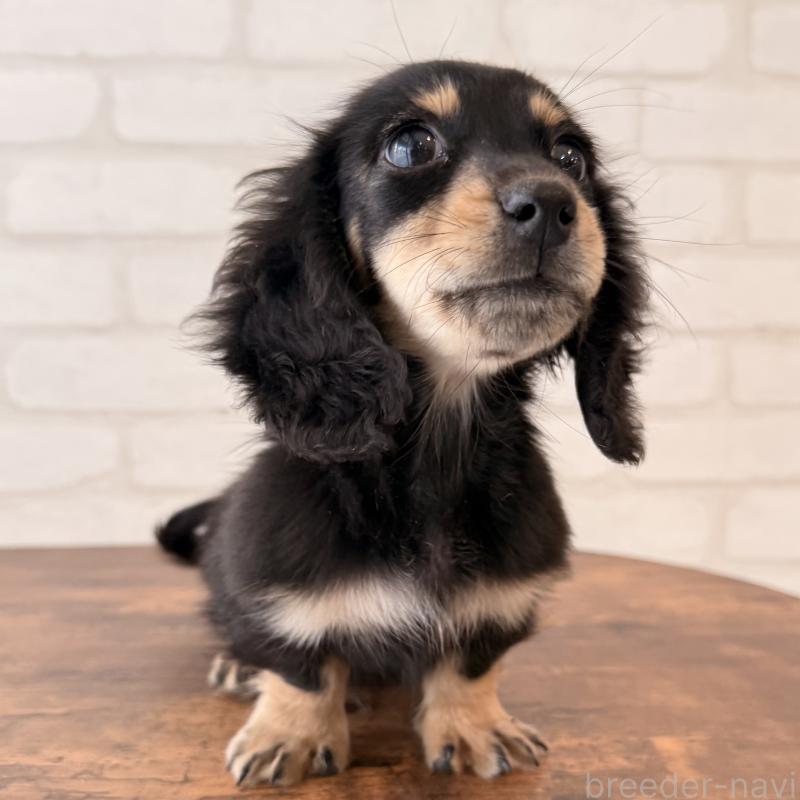 販売中の大阪府のミニチュアダックスフンド(ロングヘアード)-439919の7枚目