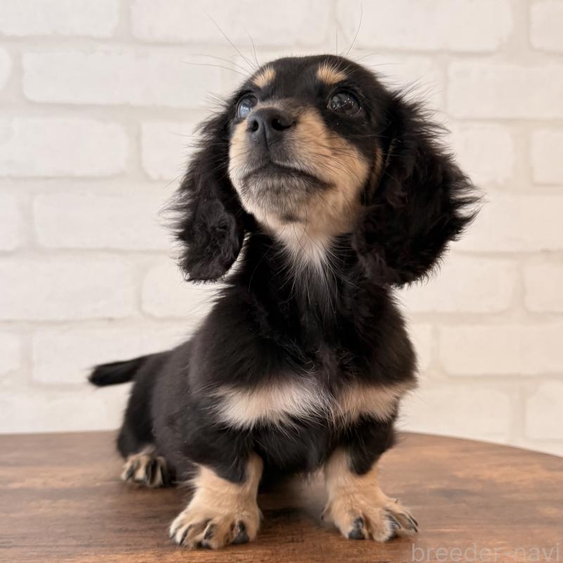 販売中の大阪府のミニチュアダックスフンド(ロングヘアード)-439919の6枚目